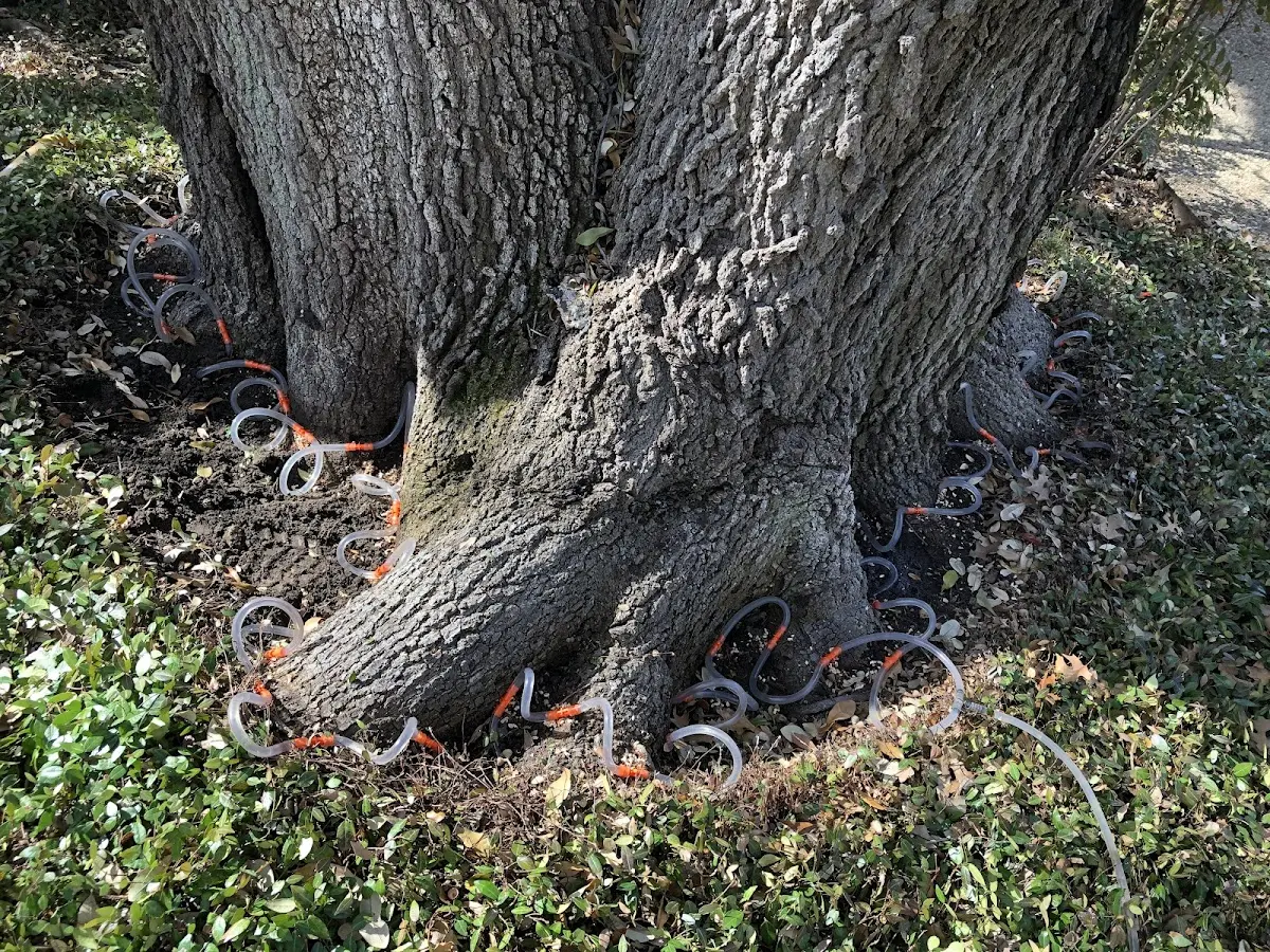 Detailed Tree Cabling and Bracing job site in Peshastin