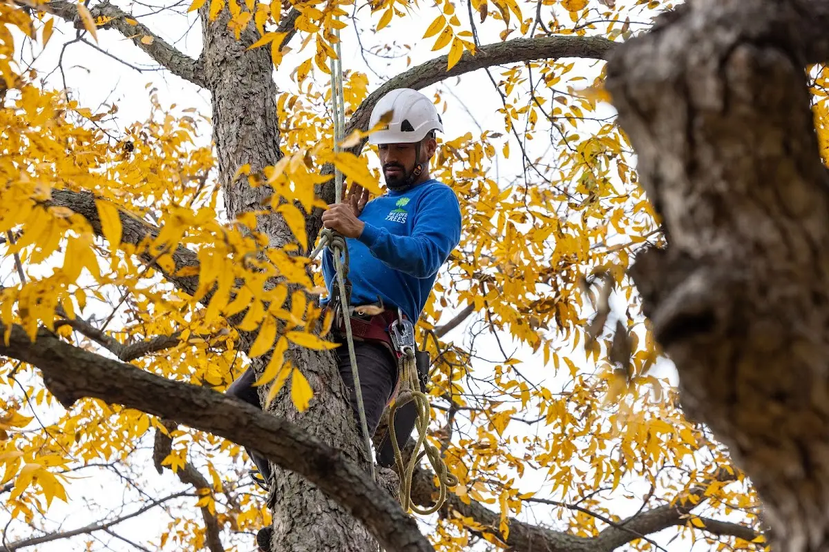 Skilled Tree Planting crew working in Peshastin