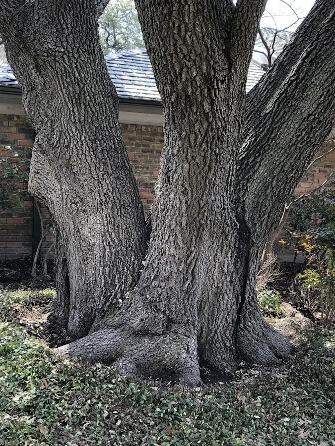 Mature heritage tree close to a Peshastin property cared for by certified arborists